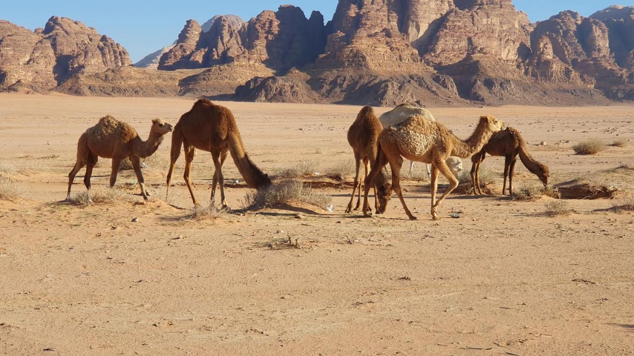 Rum Under The Stars Camp Wadi Rum Buitenkant foto